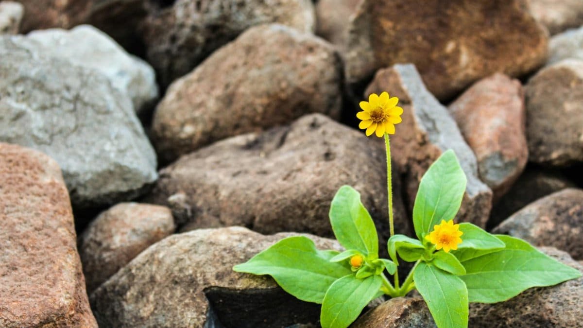 A vibrant yellow flower blooming amidst rugged brown rocks, symbolizing resilience.