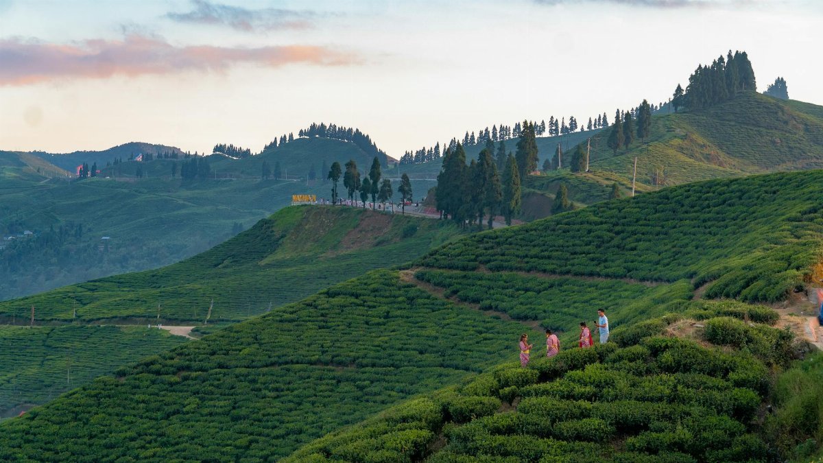 Explore the lush green tea gardens of Ilam, Nepal, beautifully captured at sunset.