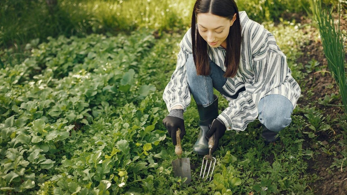 A young woman tends to her garden, cultivating vibrant greens with garden tools on a sunny day.