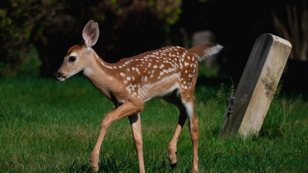 A young deer fawn with white spots walking in a grassy field, captured in natural daylight.