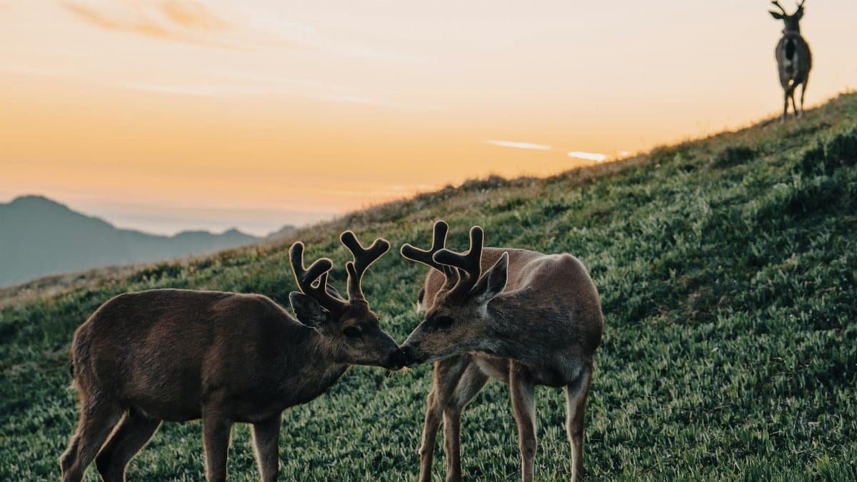 Three deer peacefully grazing on a grassy hillside during a sunset.