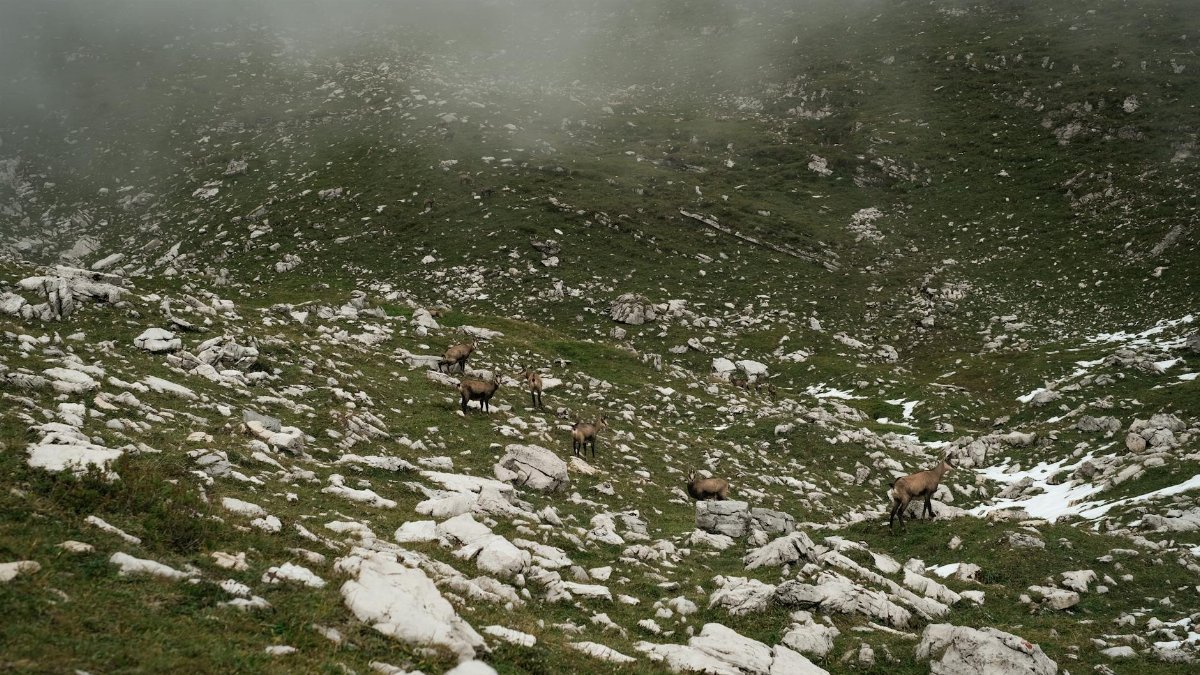A tranquil mountain scene with deer grazing among rocks and mist.