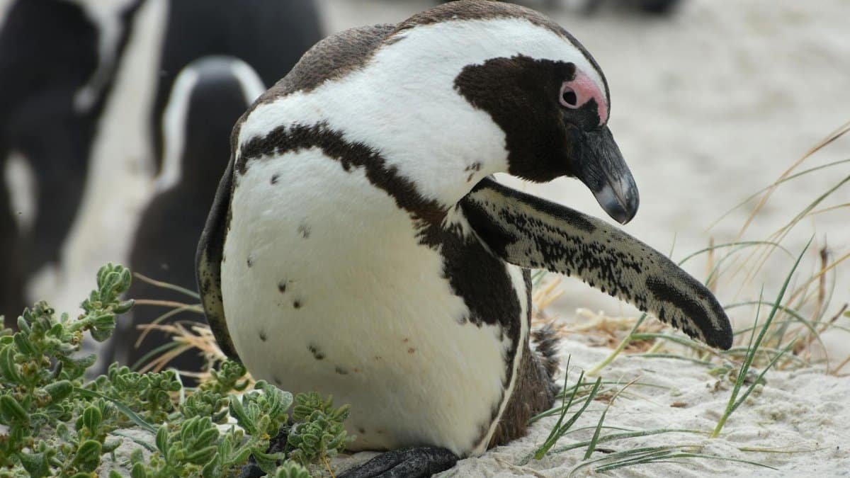 African penguin grooming on a sandy beach in Cape Town, a wildlife spectacle.