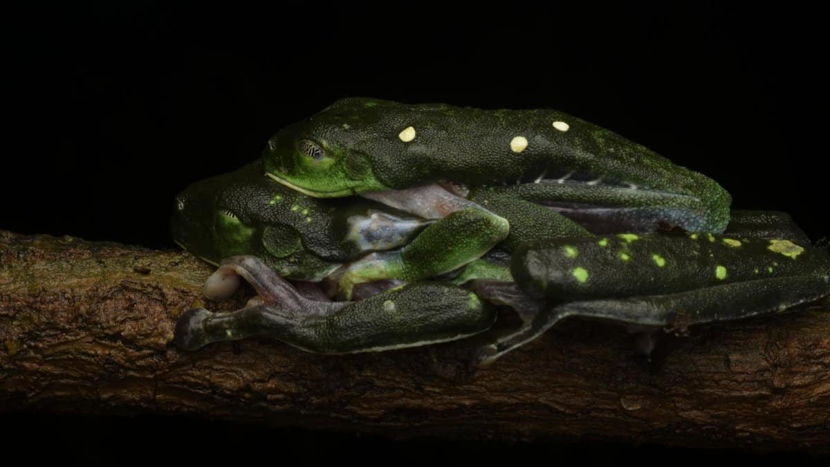 Close-up of green tree frogs mating on a branch, highlighting natural behaviors.