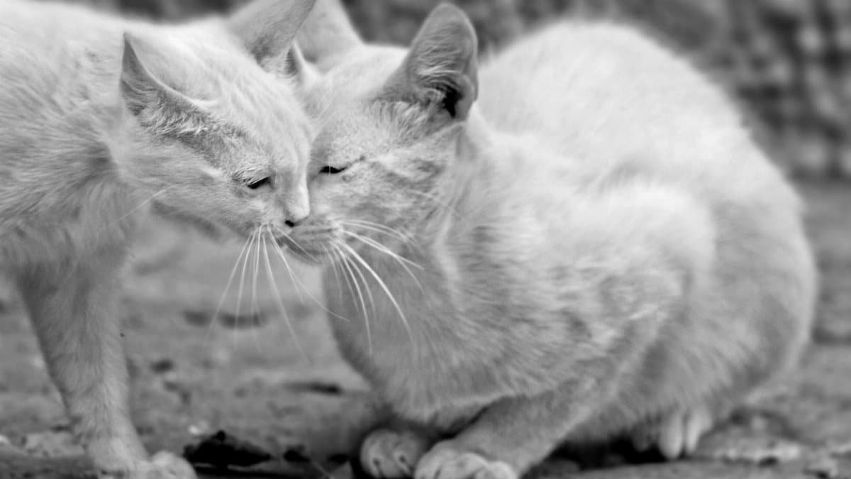 Two cats nuzzling in a heartwarming black and white close-up scene.