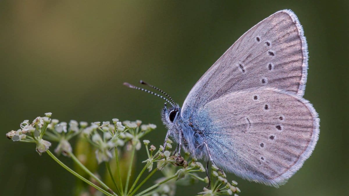 Macro image of a butterfly perched on a flower, showcasing its detailed wings and vibrant colors.