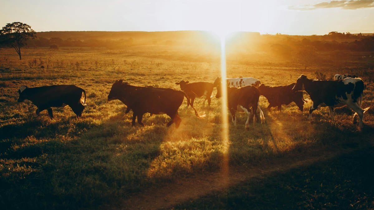A herd of cows grazing peacefully in a sunlit meadow during sunset, creating a serene rural scene.