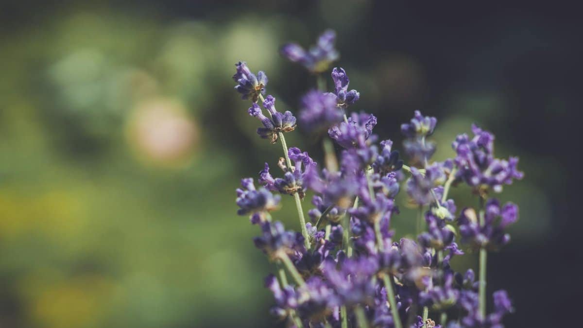 Beautiful lavender flowers in sharp focus against a blurred, lush green background.