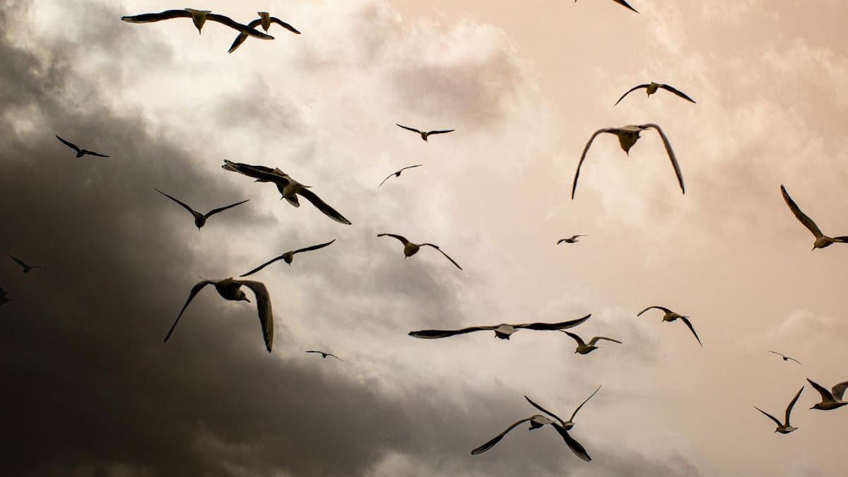 A flock of birds soaring in flight against a dramatic, cloudy sky, evoking a sense of freedom.