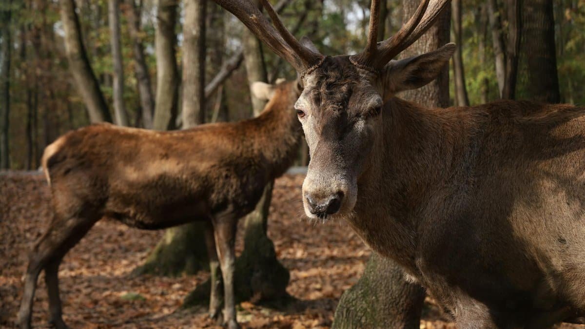 Free stock photo of 4k forest, 4k photos, fallow deer