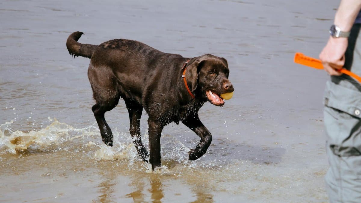 A joyful Labrador retriever playing fetch in the water with its owner on a sunny day.