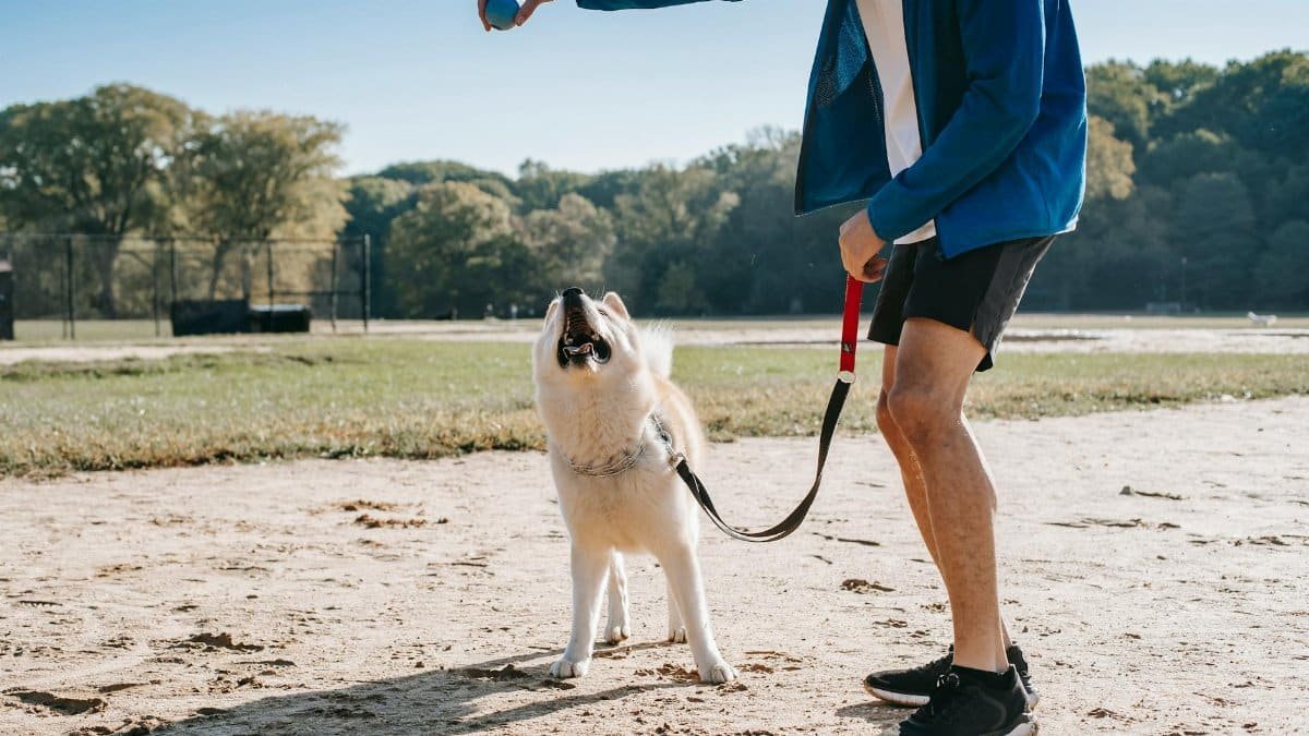 A man plays fetch with his dog in a sunny park, capturing a joyful moment.