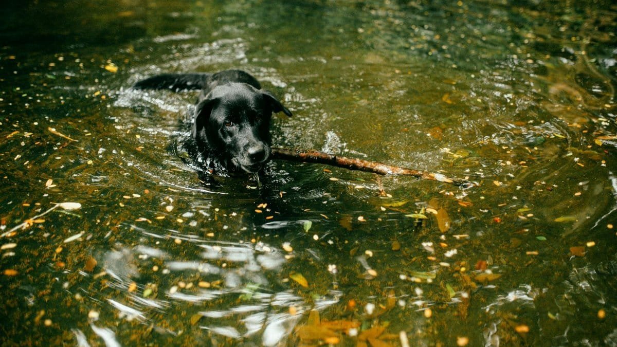A black Labrador Retriever joyfully swimming while fetching a stick in a river.