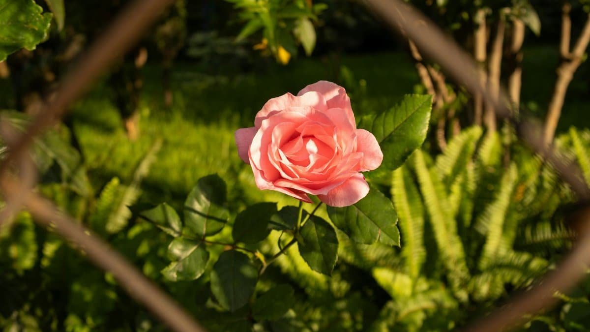 A vibrant pink rose thriving behind a metal fence, symbolizing resilience and beauty.