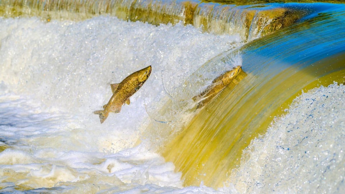 A vivid capture of salmon jumping over a river waterfall during the spawning season.