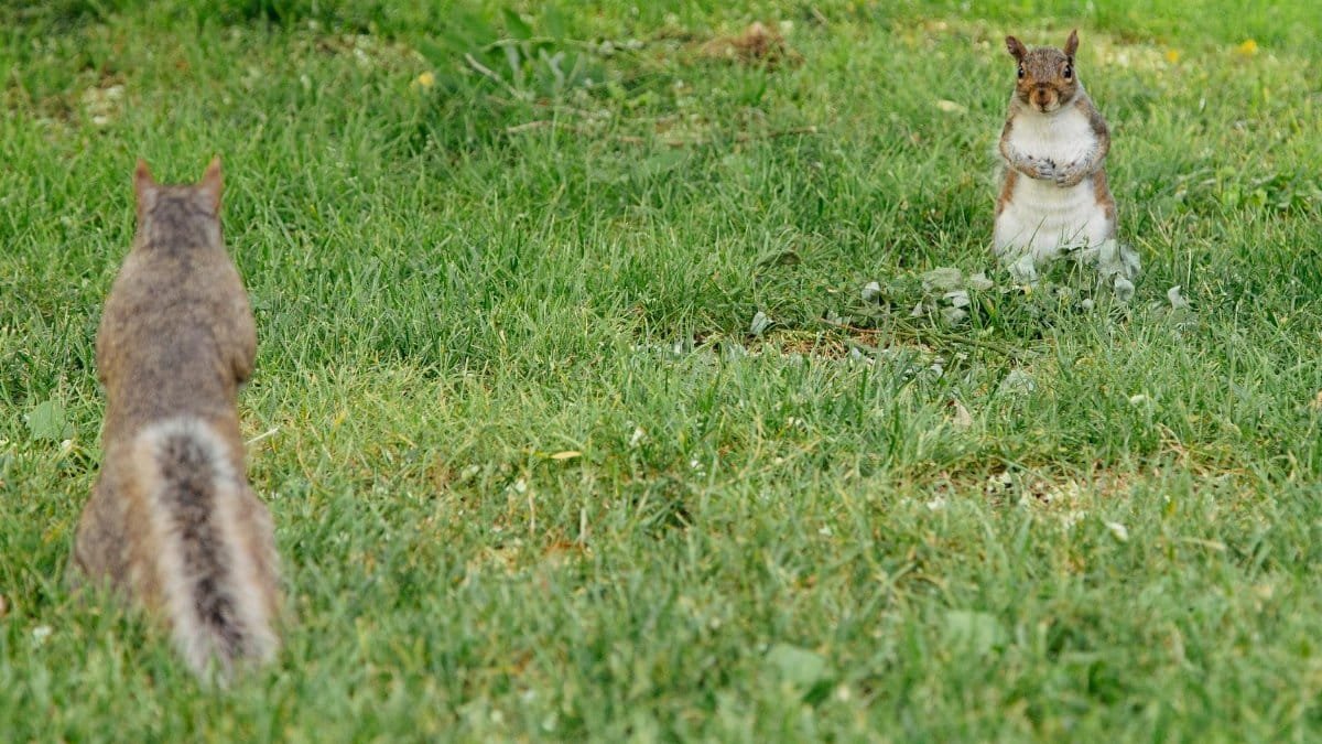 Two squirrels on green grass, facing each other with a curious stance in a park setting.