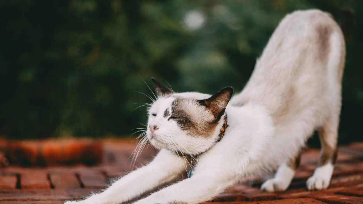 Adorable domestic cat stretching on brick surface in outdoor environment.
