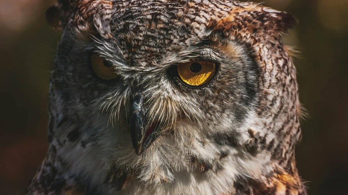 Intense close-up of a great horned owl showcasing its piercing eyes and intricate feathers.