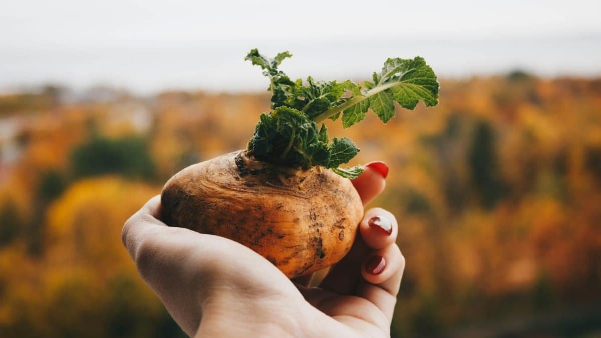 A close-up of a hand holding a fresh root vegetable against a blurred autumn background.