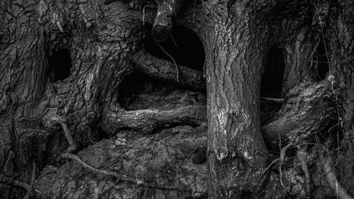 Detailed black and white image showcasing the intricate patterns of tree roots and bark.