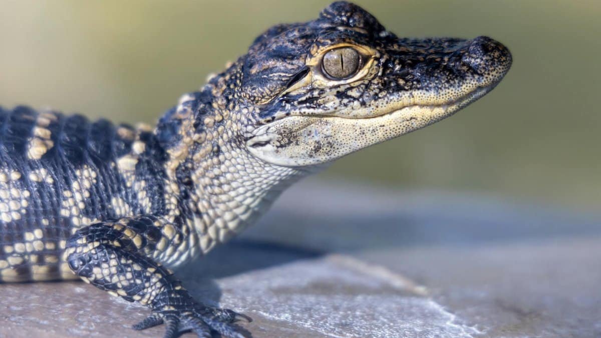 A young American alligator basking in the sun, showcasing detailed scales and natural textures.