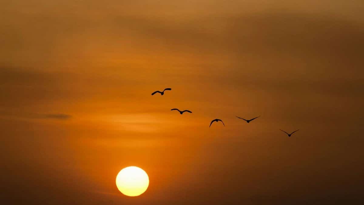 A tranquil scene of birds flying across a warm sunrise sky, evoking peace.