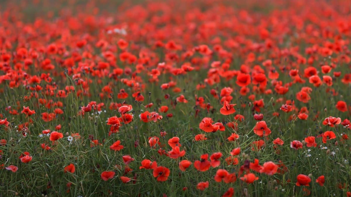 A lush field of vibrant red poppies in full bloom, capturing the essence of summer in the countryside.