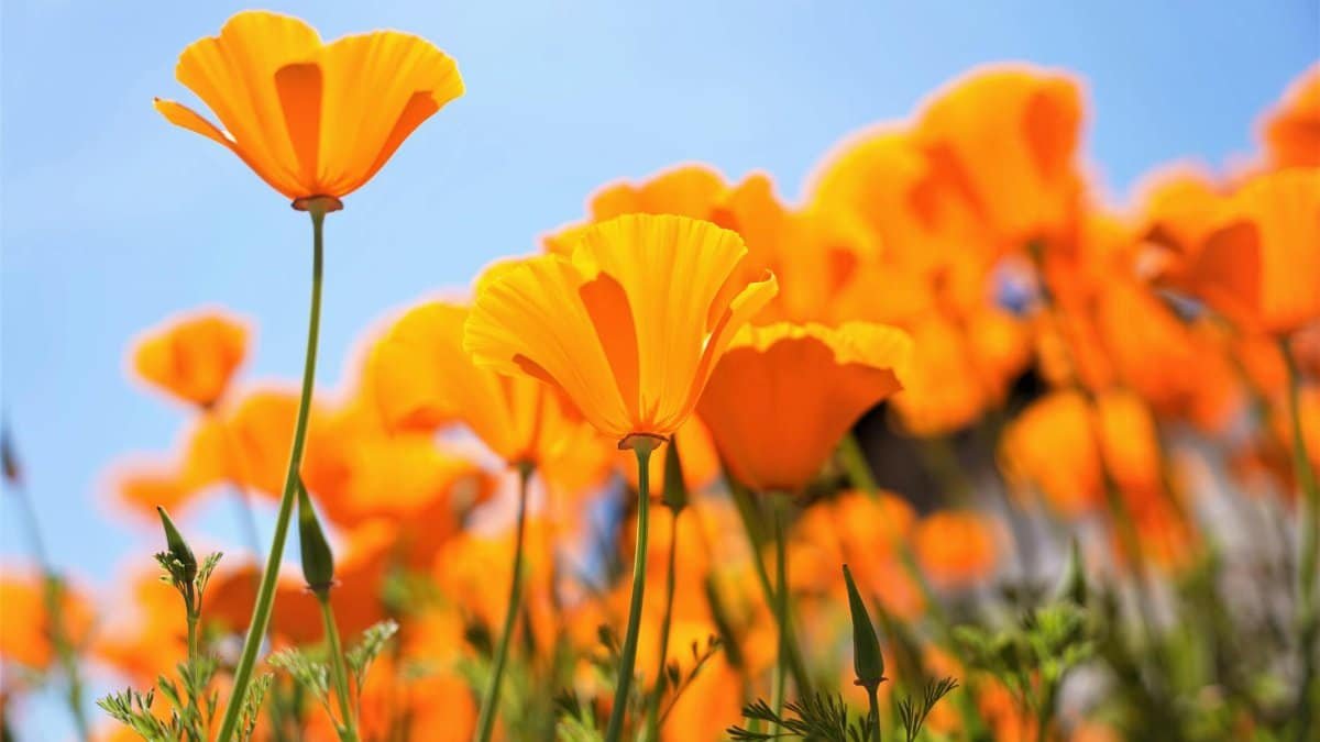Bright California poppies in full bloom under a clear blue sky in Redlands, CA.