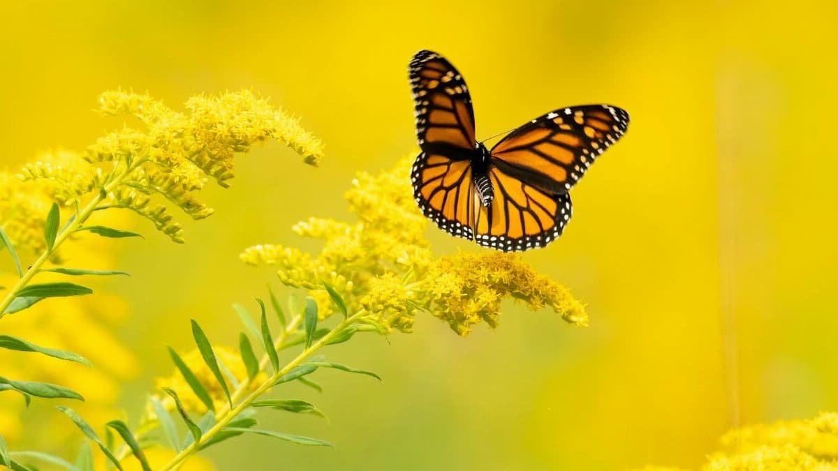 Close-up of a Monarch butterfly fluttering near vibrant yellow goldenrod flowers.