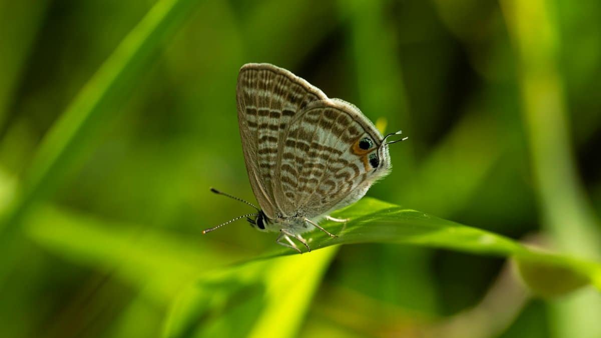 A small butterfly perched on a green leaf with a blurred background, symbolizing tranquility.