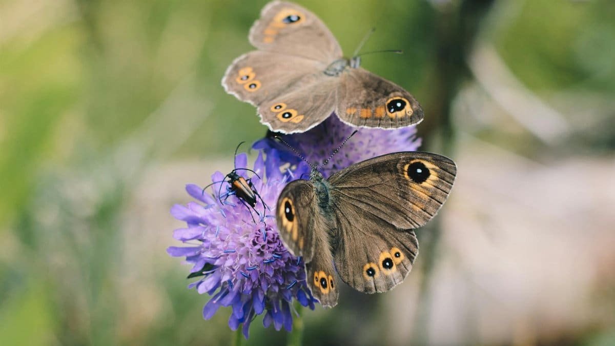 Macro shot of brown butterflies and a beetle on vibrant purple flowers in natural setting.