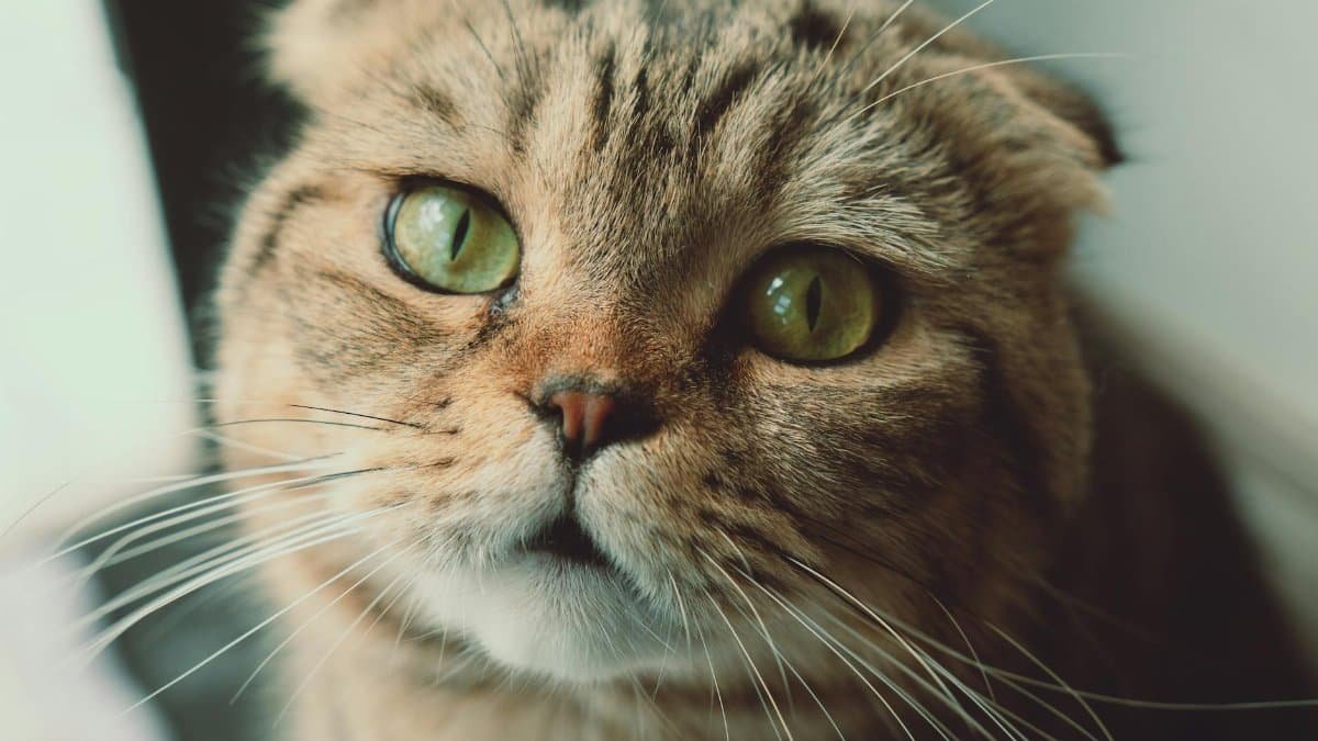 Adorable tabby cat staring intently with bright green eyes in Dalat, Vietnam.