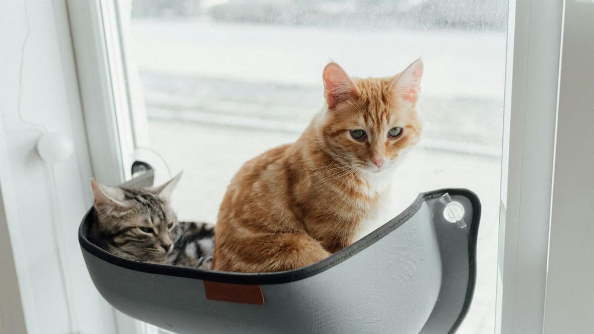 Two adorable tabby cats sitting comfortably on a window perch inside a home.