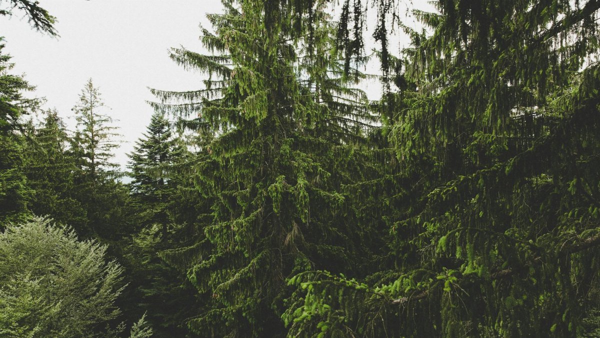 Dense forest canopy featuring towering evergreen trees, showcasing lush greenery.