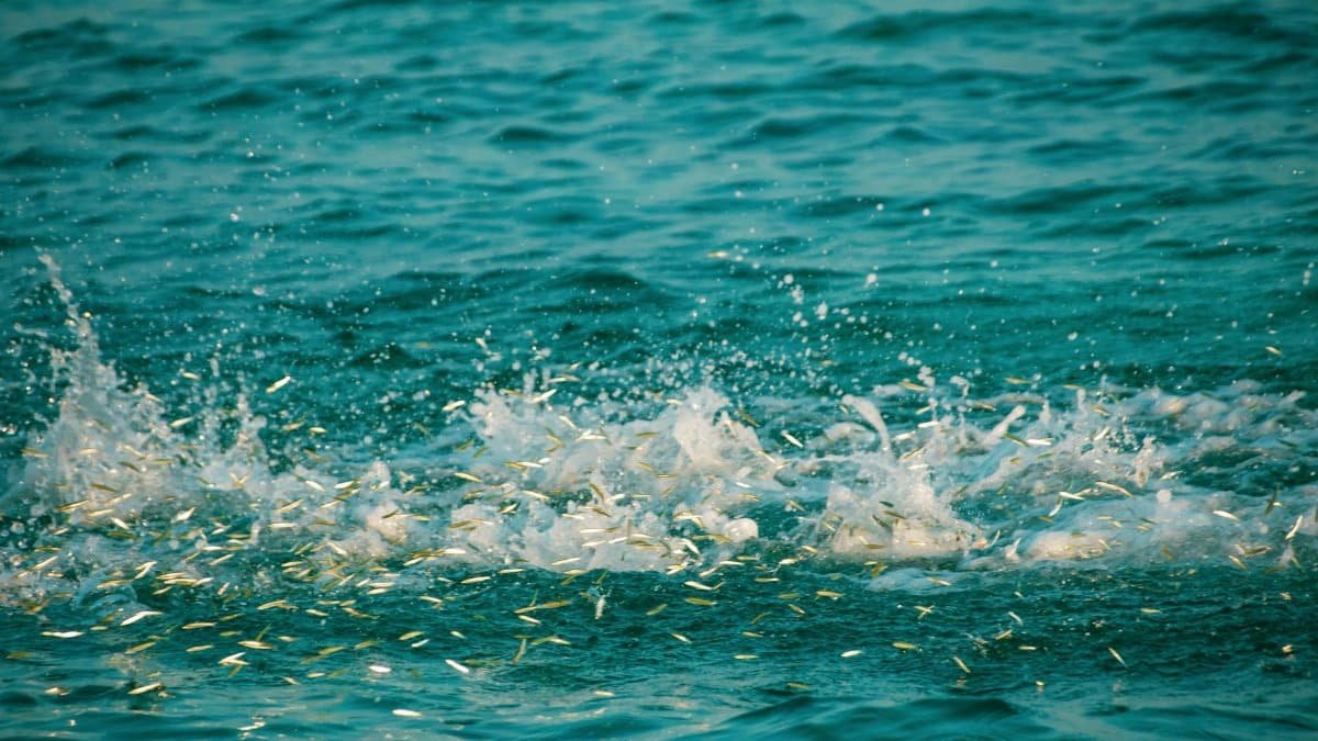 A dynamic image of small fish splashing in the sunlit ocean waters in daylight.