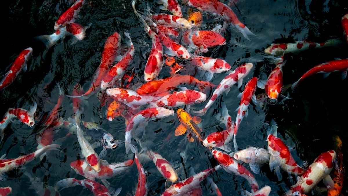 A mesmerizing view of colorful koi fish swimming in a tranquil pond.