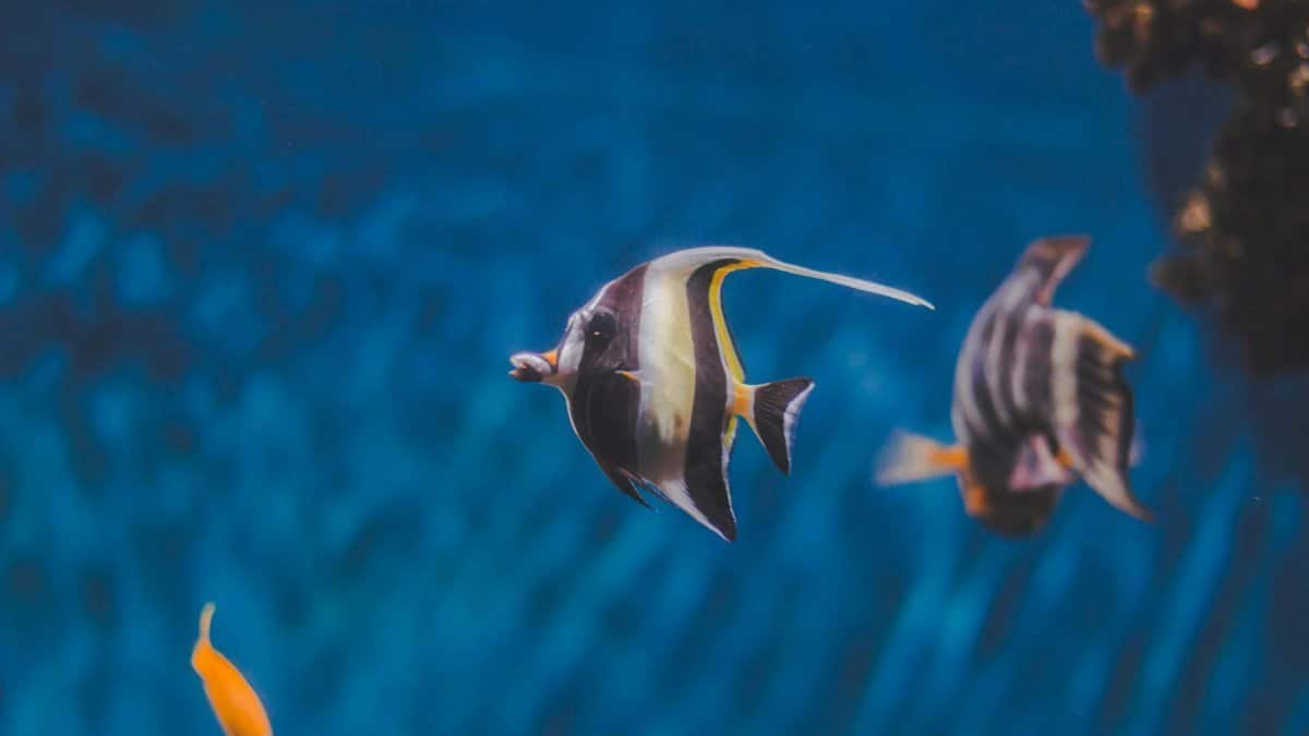 A close-up of vibrant tropical fish swimming in a tranquil underwater scene with clear blue water.