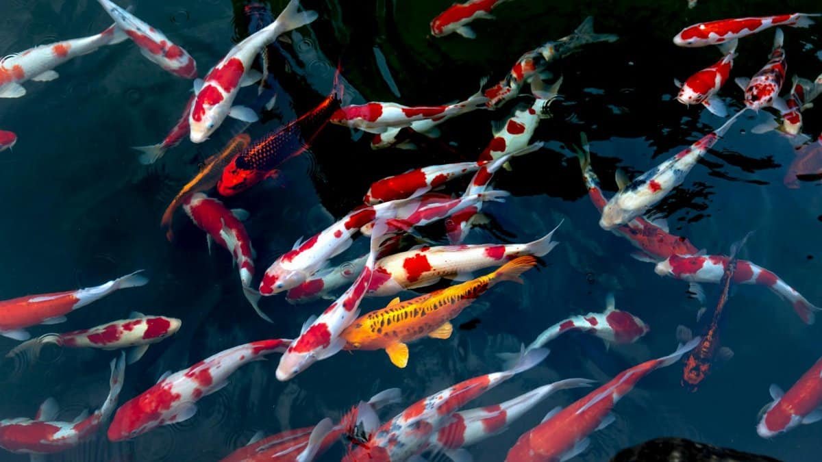 Colorful koi fish swimming gracefully in a clear pond, showcasing vibrant patterns.