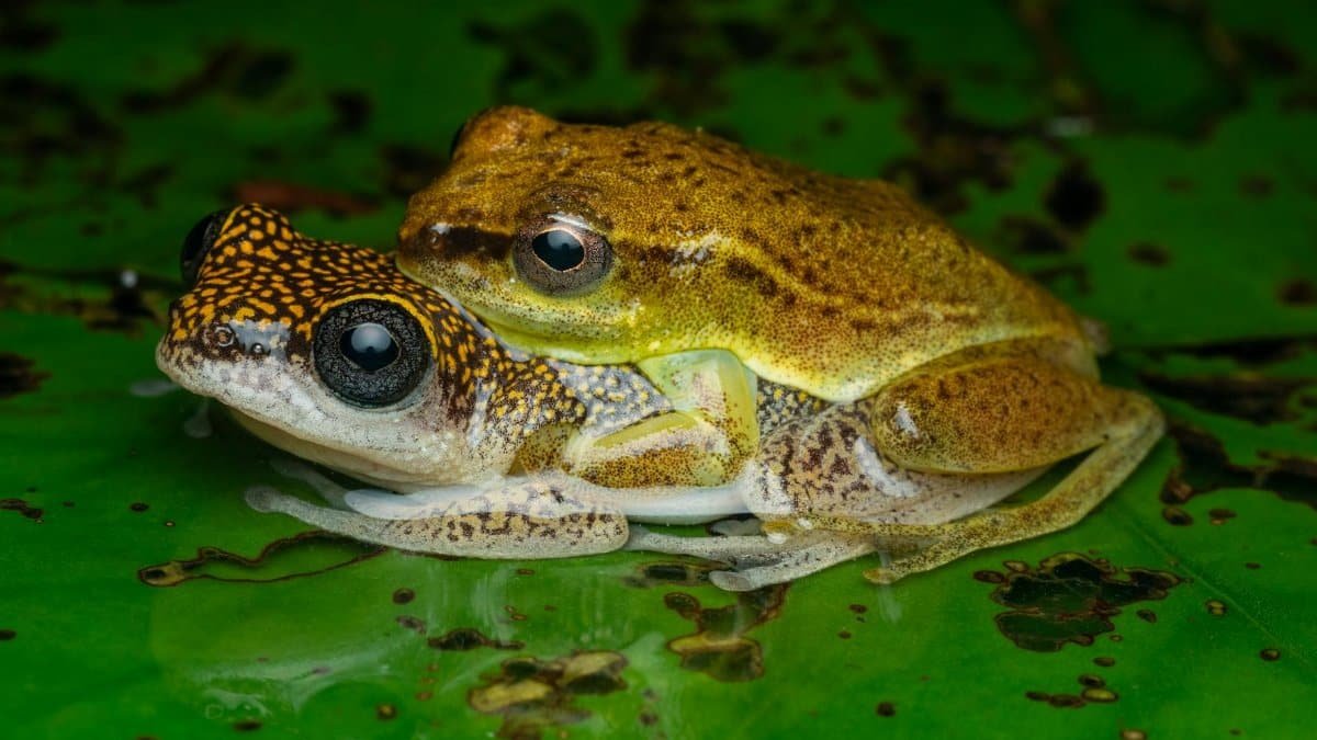 Vibrant frogs on a leafy surface in Nigeria's wetlands. Perfect for wildlife enthusiasts.