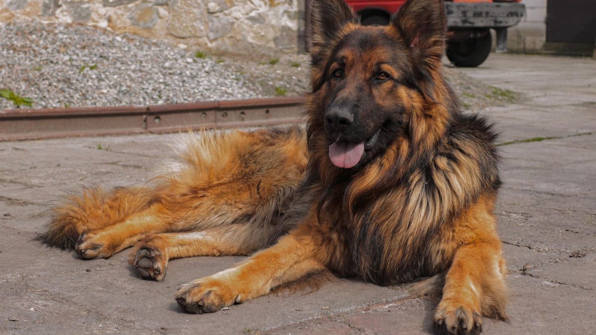 German Shepherd lying on concrete surface outdoors showing loyalty and calm demeanor.