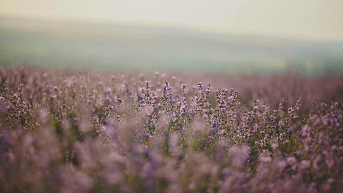 A tranquil lavender field in full bloom under daylight, showcasing nature's beauty.