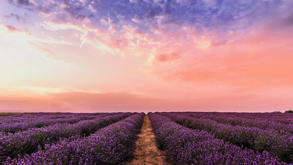 Breathtaking view of a lavender field at sunset with a vibrant pastel sky, embodying tranquility and nature's beauty.