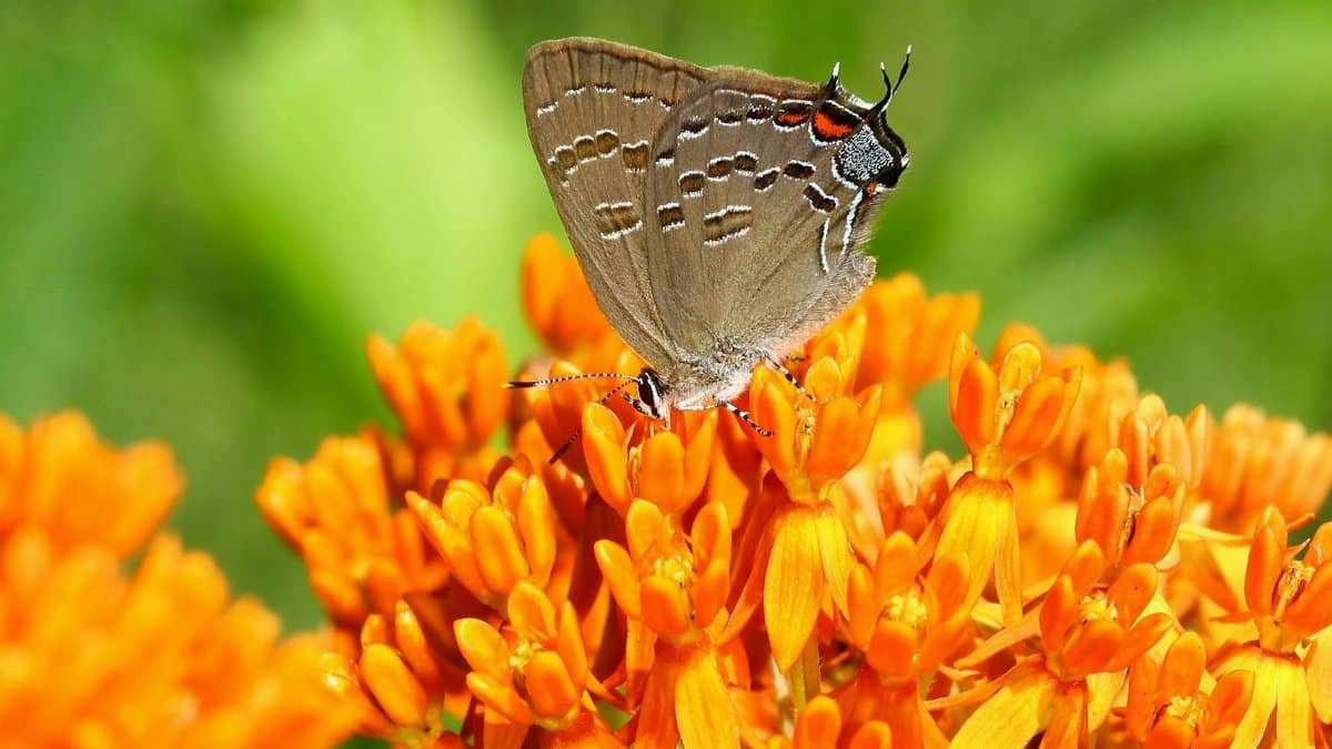 Gray hairstreak butterfly perched on vibrant orange milkweed flowers in Madison, Wisconsin.