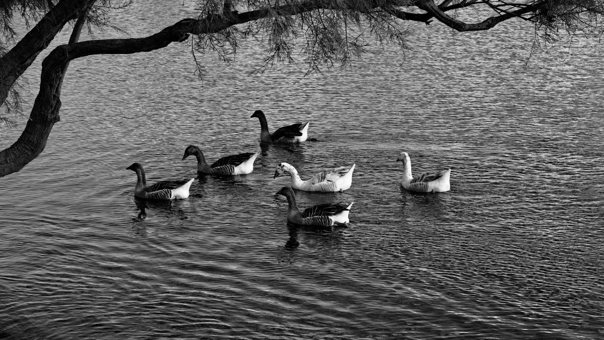 Free stock photo of birds, black and white, geese