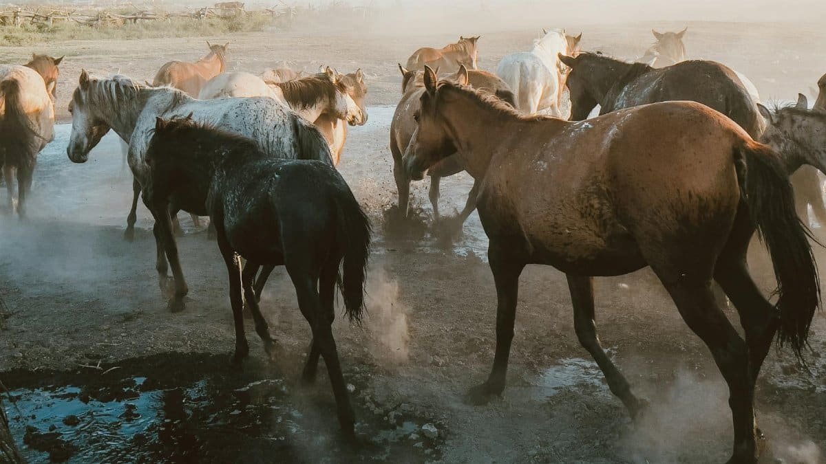 A herd of wild horses gathers near a water source, creating a picturesque rural scene.