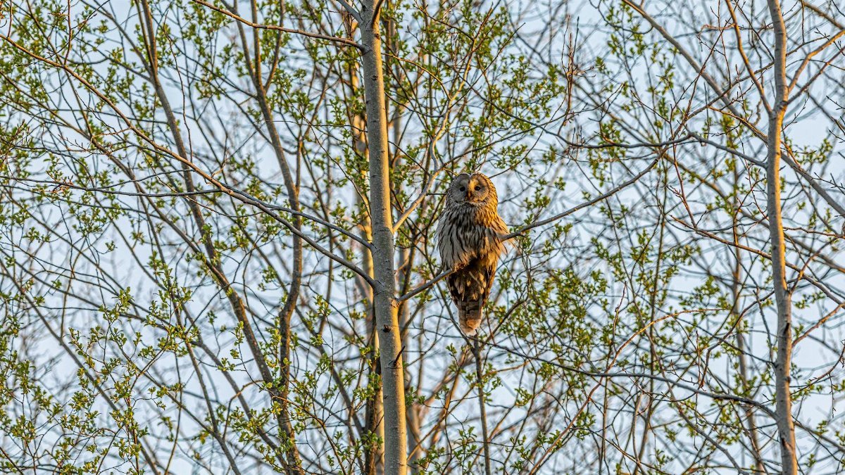 A majestic owl perched on tree branches surrounded by fresh green foliage.