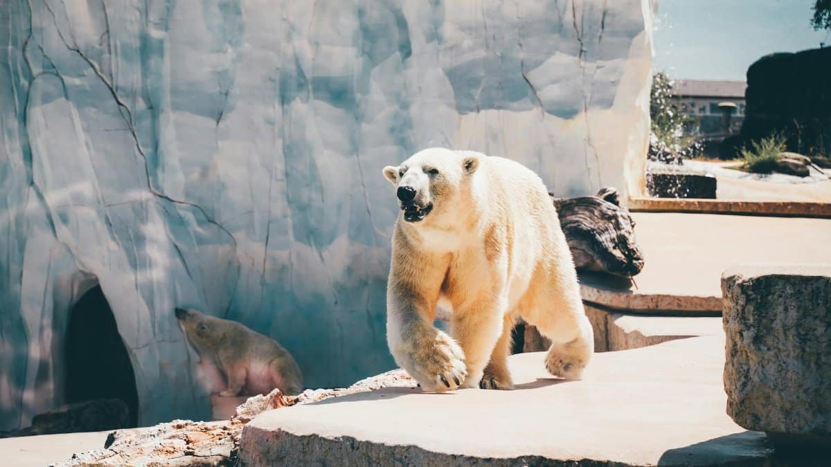Captivating scene of polar bears in a zoo habitat, enjoying the sunlight.