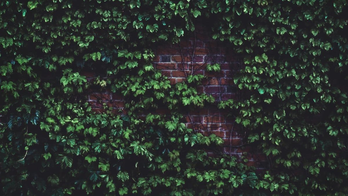 A lush green ivy plant covering an old red brick wall, creating a natural texture.