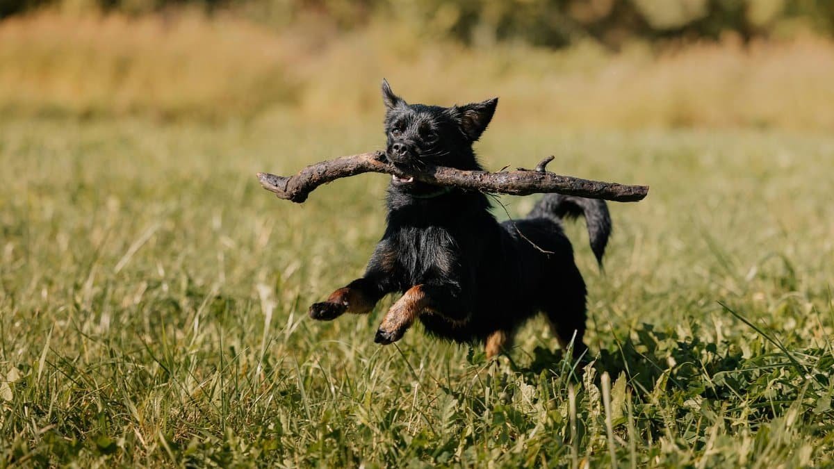 A playful small black dog runs joyfully through a grassy field carrying a stick.