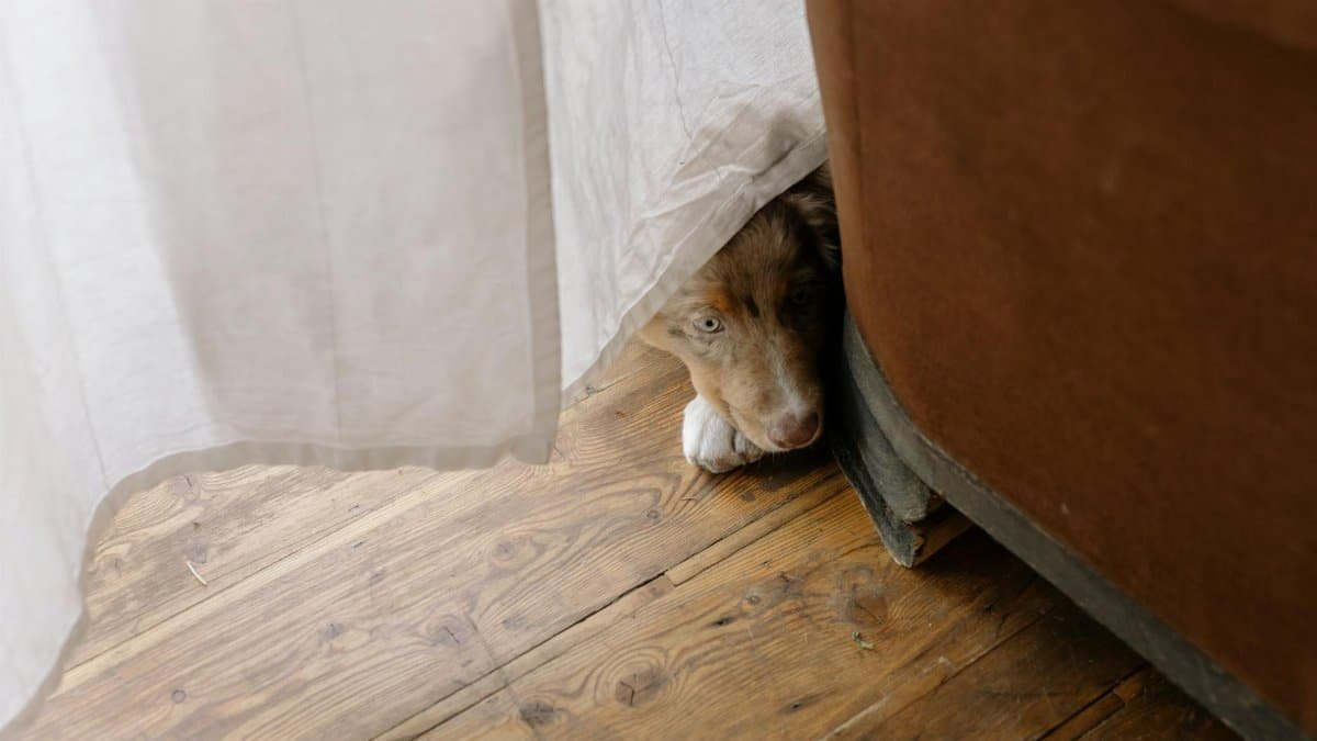 A curious Australian Shepherd peeks from behind a sofa on a wooden floor, partially covered by a curtain.